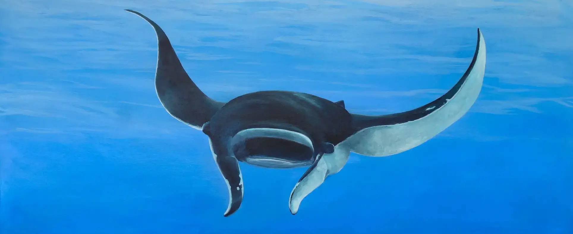 Manta Ray Great Barrier Reef fish