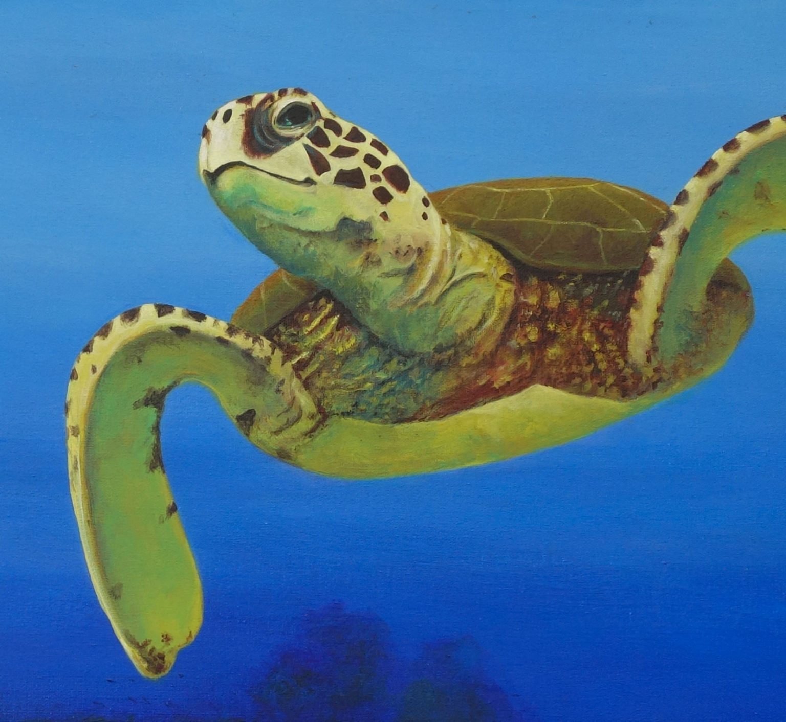 greenback-turtle-john-n-mason