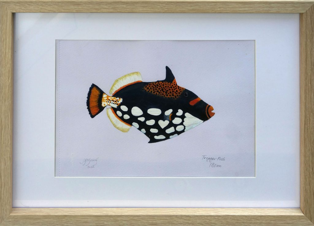 Trigger Fish - John N Mason
