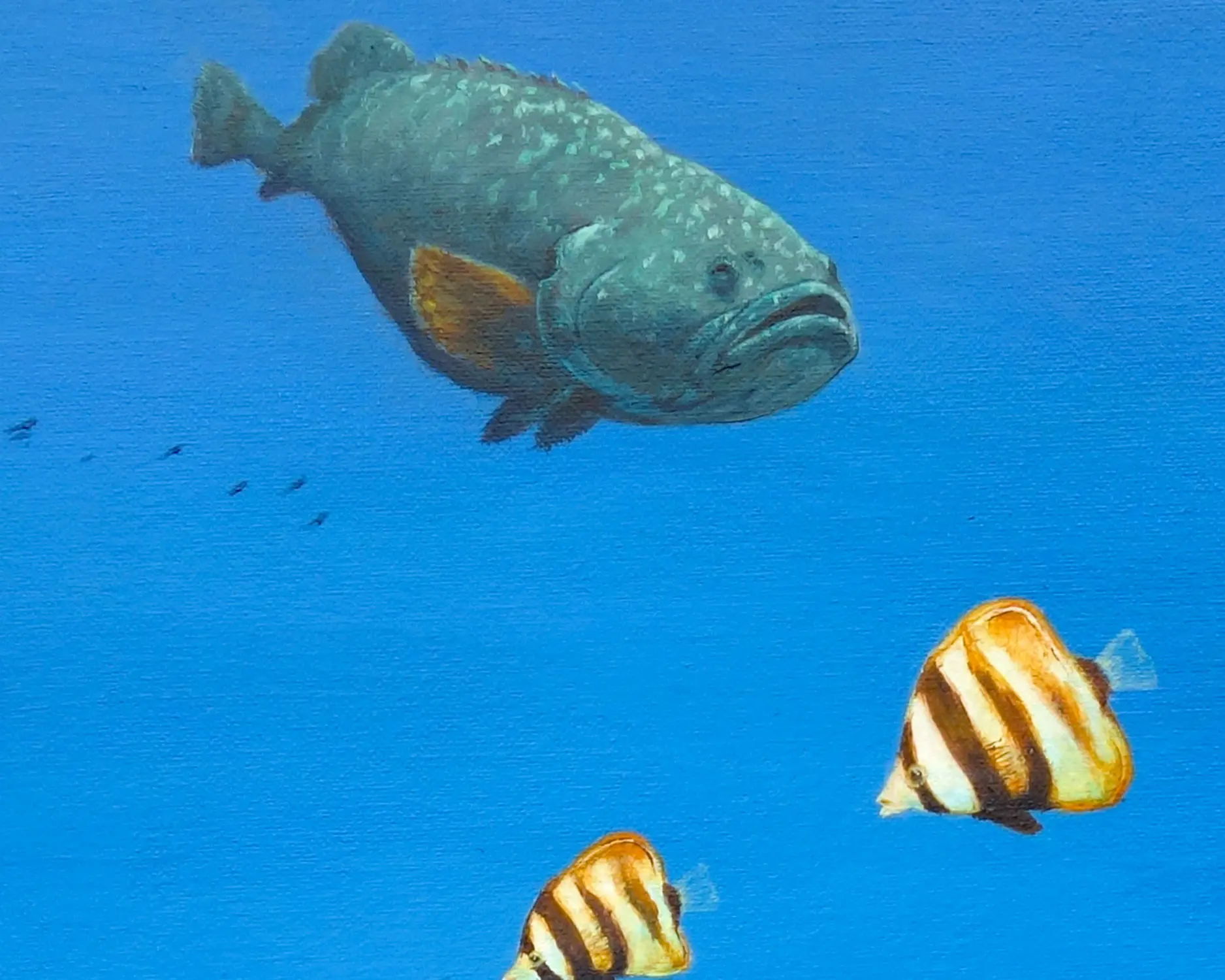 Grouper Great Barrier Reef