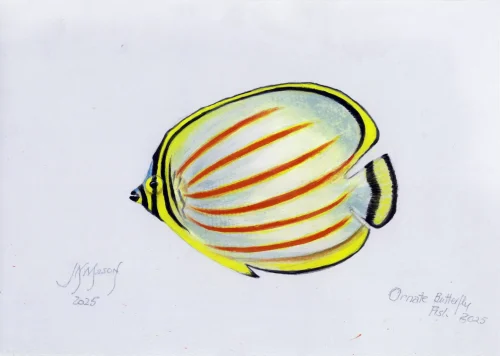 Great Barrier Reef fish