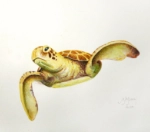 Painting of turtle on Great Barrier Reef
