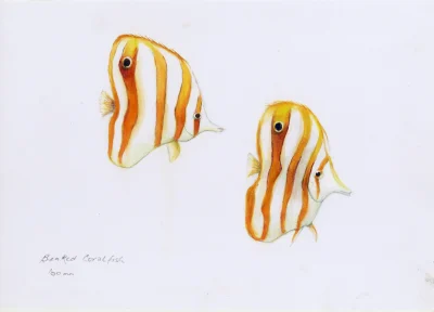 Beaked Coral Fish 2