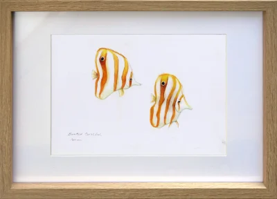 Painting of Beaked Coral Fish on Great Barrier Reef