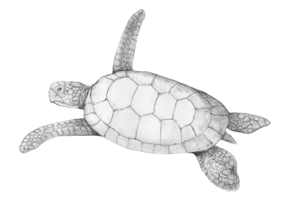 Sea Turtle Drawing