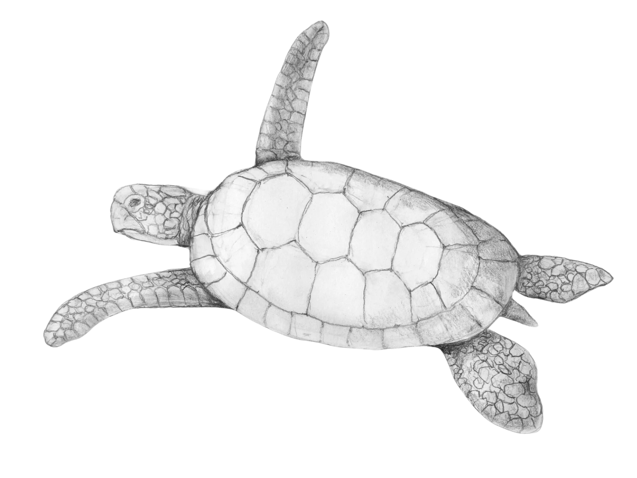 Sea Turtle Drawing
